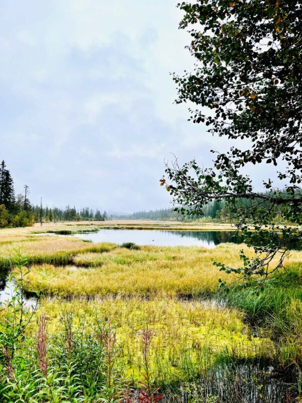 A picture of the lake of Myrflodammen.